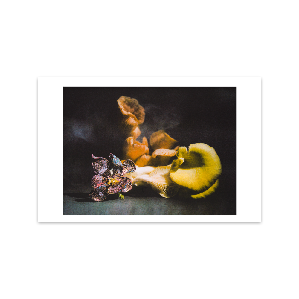 "Mushrooms and Flower" Print